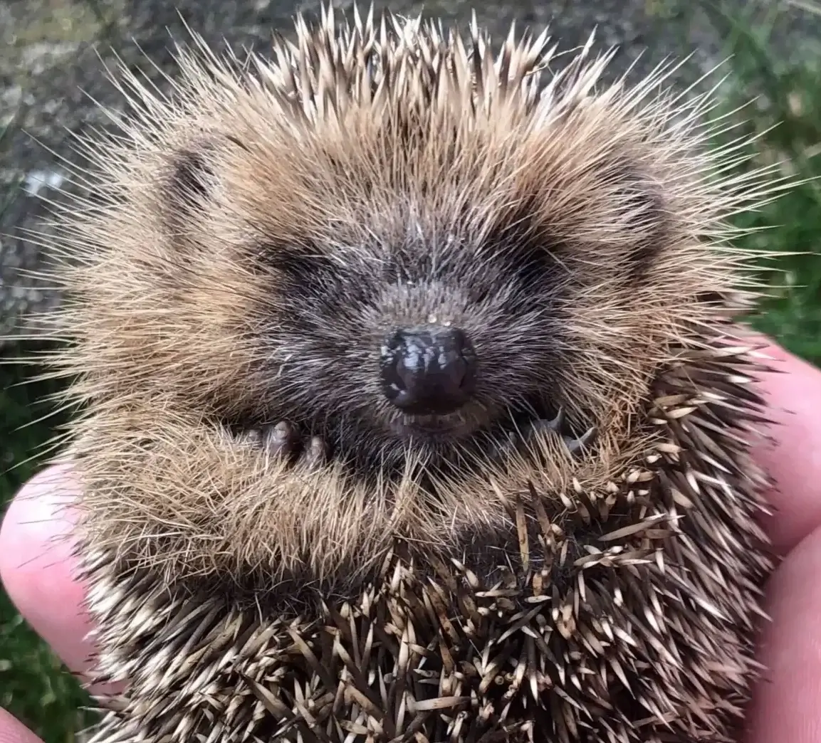 Bild_Igel